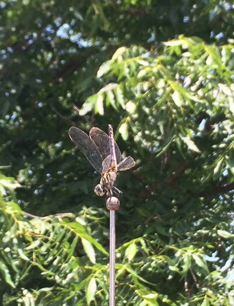rsz wiregrass reader dragonfly