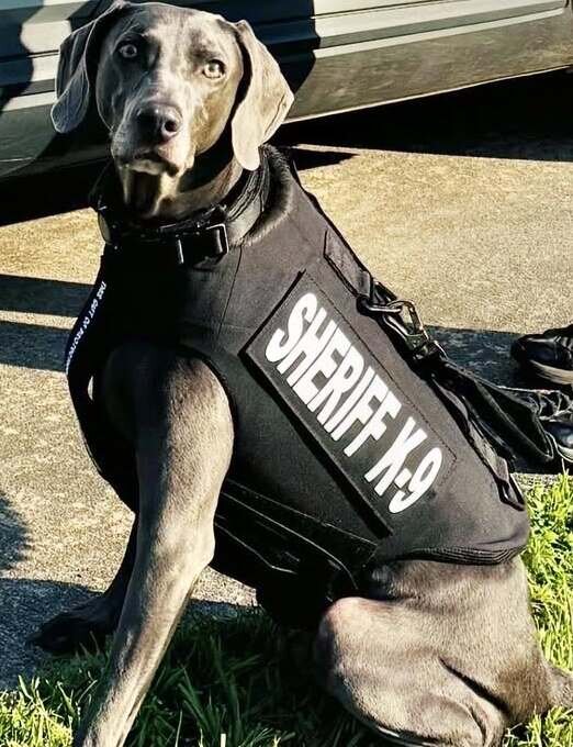 Telfair Count’s K9 Maverick receives donation of body armor