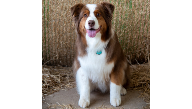 2026 Georgia Farm Dog Riggs